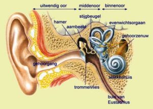 Duizeligheid - Fernhout Fysiotherapie